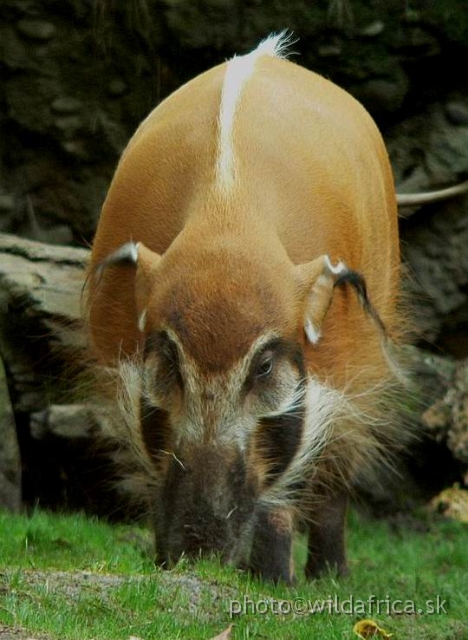 congo exp 2 e.jpg - Red River Hog.